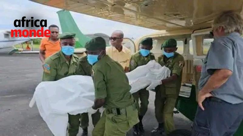 Deux écogardes de l’ICCN tués dans une attaque armée au Parc des Virunga