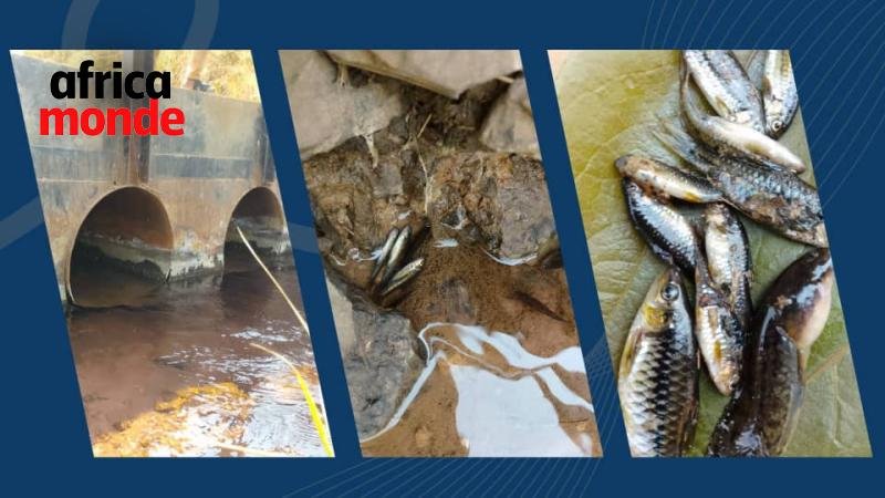 Les poissons dela rivière Luakusha