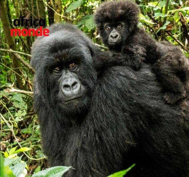Deux nouvelles naissances de gorilles de montagne ont été signalées 