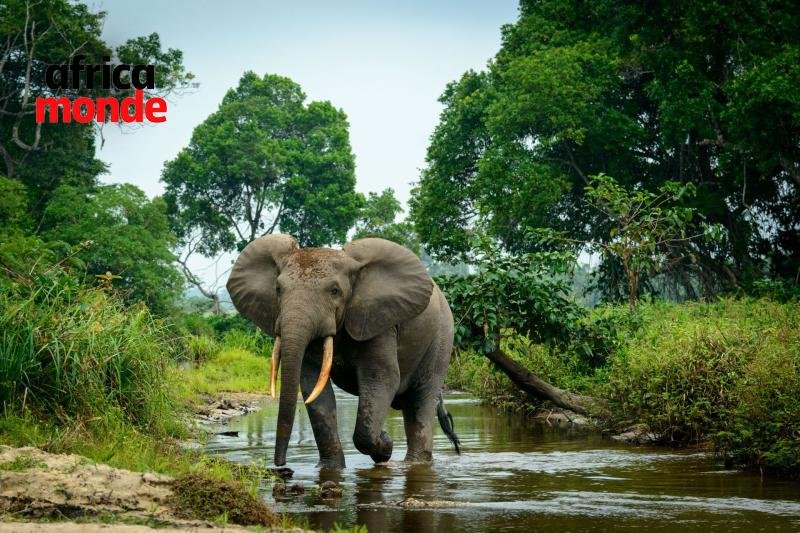 L'éléphant aperçu dans la région de Mikalayi, au Kasaï-Central