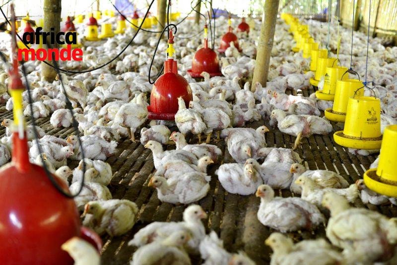 L'elevage de 400 poulets hybrides blancs 